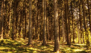 Parengtas miškų plotų schemos pakeitimo projektas