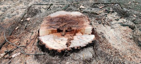 Kokybiškam Danės skvero atgimimui – skausmingas, bet būtinas medžių pašalinimas