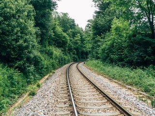 Meras kviečia išreikšti nepritarimą Girulių miško kirtimui