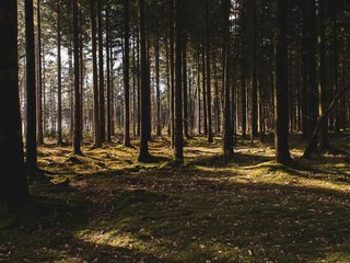 Dar vienas žingsnis dėl Girulių miško išsaugojimo