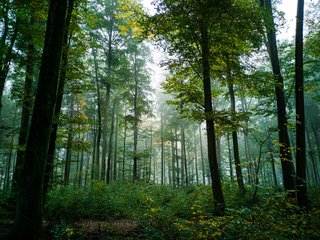Pratęstas apklausos dėl Girulių miško ateities terminas