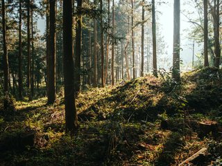 Baigta apklausa dėl Girulių miško ateities 