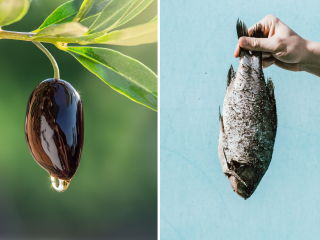 Bioplastiko išradėjai pasitelkia gamtos išteklius