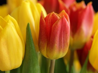 Prekiautojų gėlėmis kovo 8-osios proga dėmesiui!