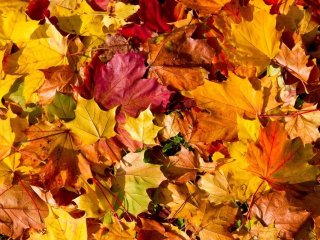 Rudens rūpesčiai: kur dėti lapus ir kitas žaliąsias atliekas?