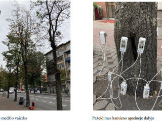 Detalaus instrumentinio medžių būklės įvertinimo ir metodikos tvarkymui parengimo pristatymas