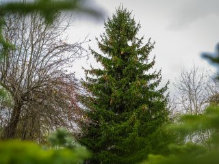 Klaipėda turi pagrindinę miesto eglę