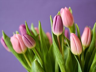 Dėl prekybos gėlėmis kovo 8-osios proga
