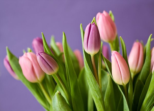 Dėl prekybos gėlėmis kovo 8-osios proga
