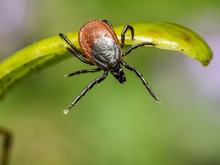Klaipėdiečius kviečia pasiskiepyti nuo erkinio encefalito