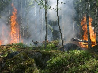 Išsausėjusiuose miškuose – didelė gaisrų grėsmė