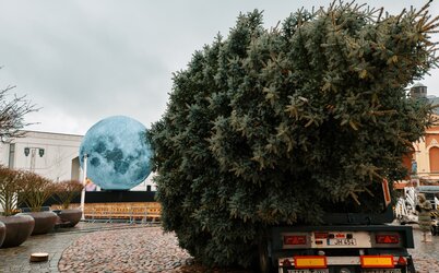 Į Klaipėdos Teatro aikštę atkeliavo Kalėdų pranašas - eglutė