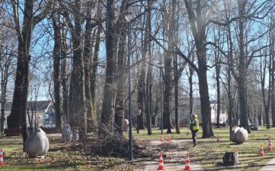 Atnaujinami miesto želdynai: Skulptūrų parke pradedamas arboristinis genėjimas, Baltijos pr....