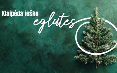 Klaipėda ieško Kalėdų eglutės