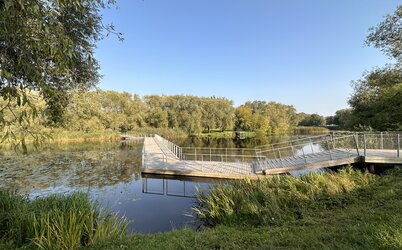 Klaipėdos miesto savivaldybė stiprina medžių apsaugą nuo bebrų daromos žalos